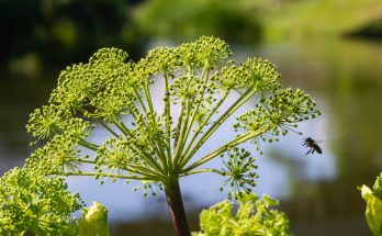 Angyalgyökér (Angelica archangelica)