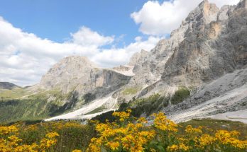 Hegyi árnika (Arnica montana)