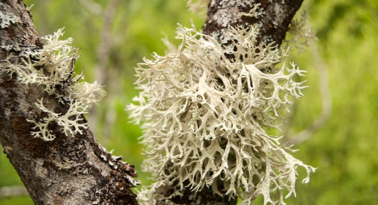 Izlandi zuzmó(Cetraria islandica)