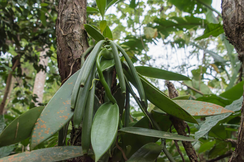 Vanília (Vanilla planifolia)