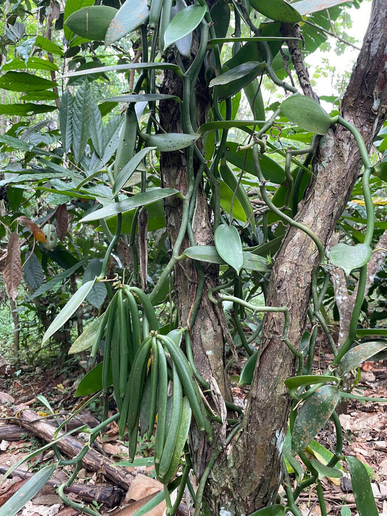 Vanília (Vanilla planifolia)