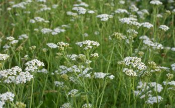 A cickafark (Achillea millefolium)