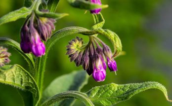 A fekete nadálytő (Symphytum officinale)