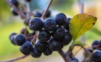 A fekete törpeberkenye (Aronia melanocarpa)