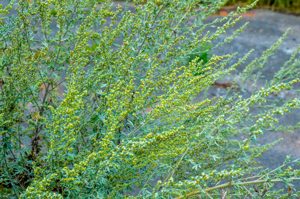 A fekete üröm (Artemisia vulgaris)