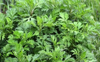 A fekete üröm (Artemisia vulgaris)
