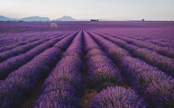 A levendula (Lavandula)