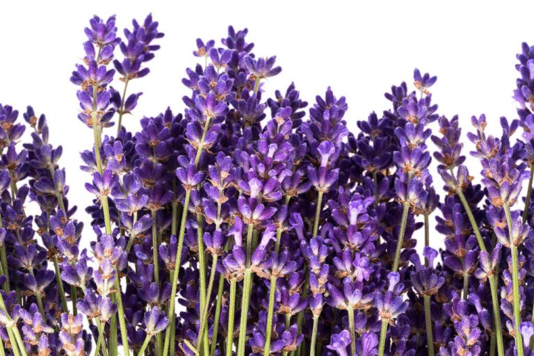 A levendula (Lavandula) gyógyhatásai és felhasználása - Gyógynövényeink