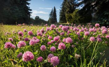 A réti here (Trifolium pratense)