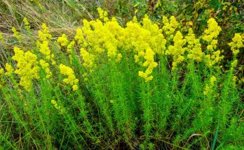 A tejoltó galaj (Galium verum)