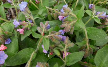 A tüdőfű (Pulmonaria officinalis)