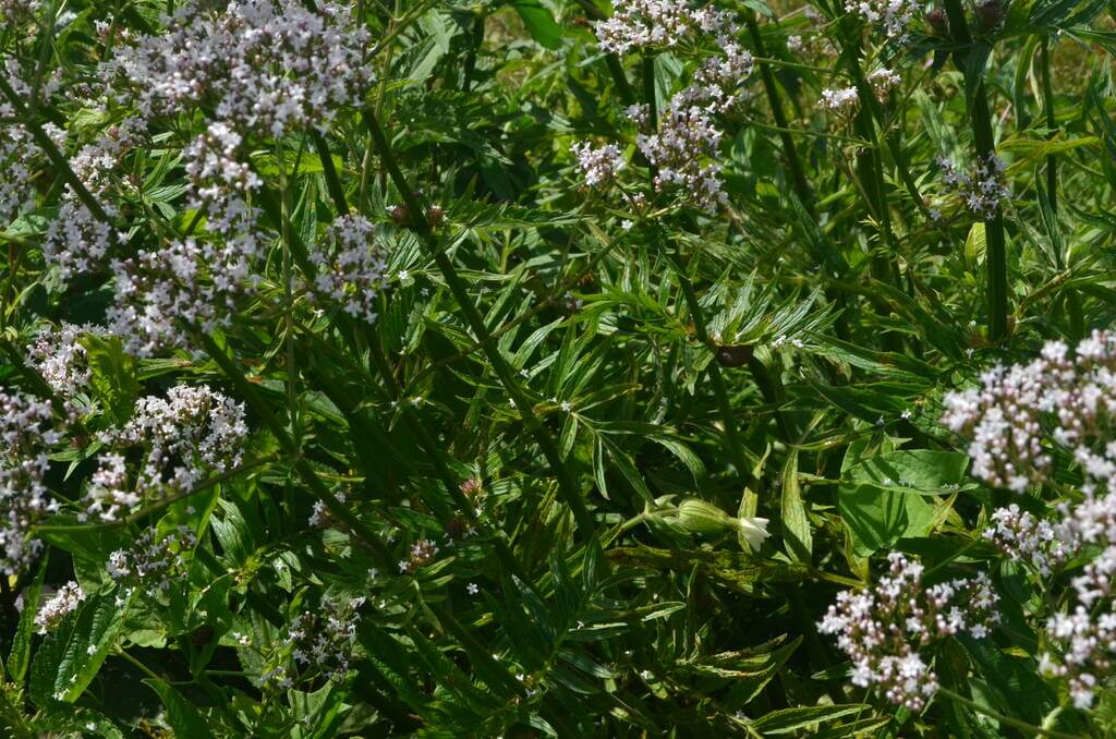 Orvosi macskagyökér (Valeriana officinalis)