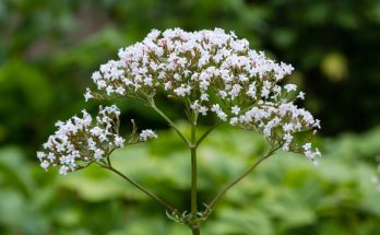 Orvosi macskagyökér (Valeriana officinalis)