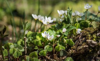 A madársóska (Oxalis)