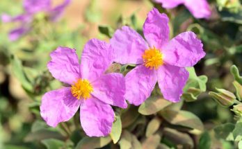 bodorrozsa - (Cistus incanus)