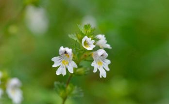 szemvidítófű - (Euphrasia rostkoviana)