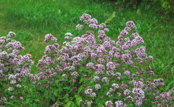 szurokfu - (Origanum vulgare)