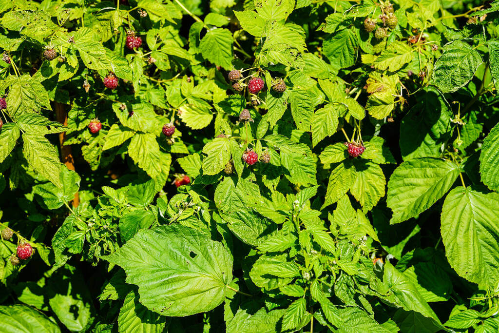 Erdei szeder - (Rubus fruticosus)