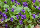 Kék ibolya (Viola odorata) gyógyhatásai és alkalmazása